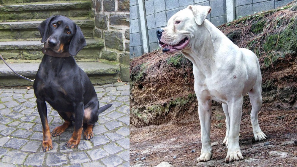 Dogo Guatemalteco vs Austrian Black and Tan Hound - Breed Comparison