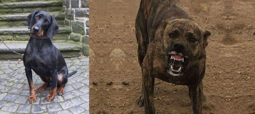 Dogo Sardesco vs Austrian Black and Tan Hound - Breed Comparison