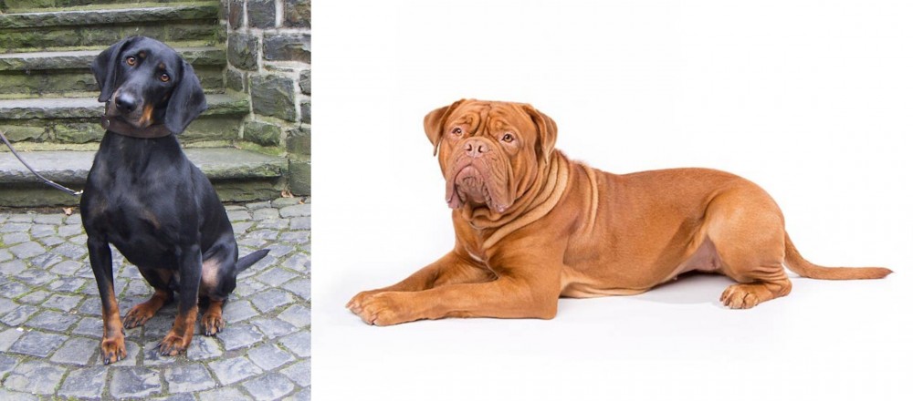 Dogue De Bordeaux vs Austrian Black and Tan Hound - Breed Comparison