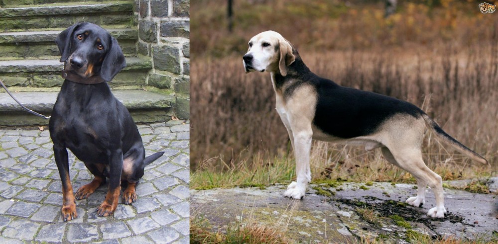 Dunker vs Austrian Black and Tan Hound - Breed Comparison
