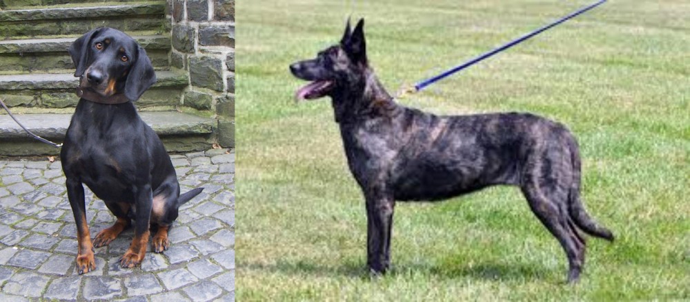 Dutch Shepherd vs Austrian Black and Tan Hound - Breed Comparison
