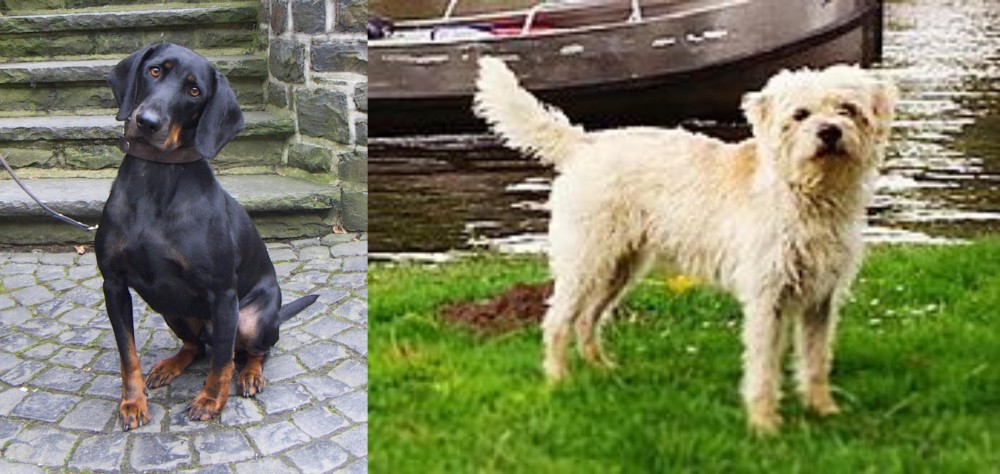 Dutch Smoushond vs Austrian Black and Tan Hound - Breed Comparison