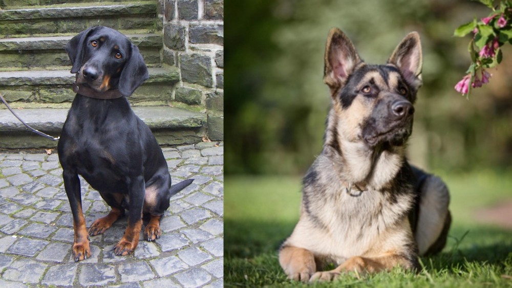 East European Shepherd vs Austrian Black and Tan Hound - Breed Comparison