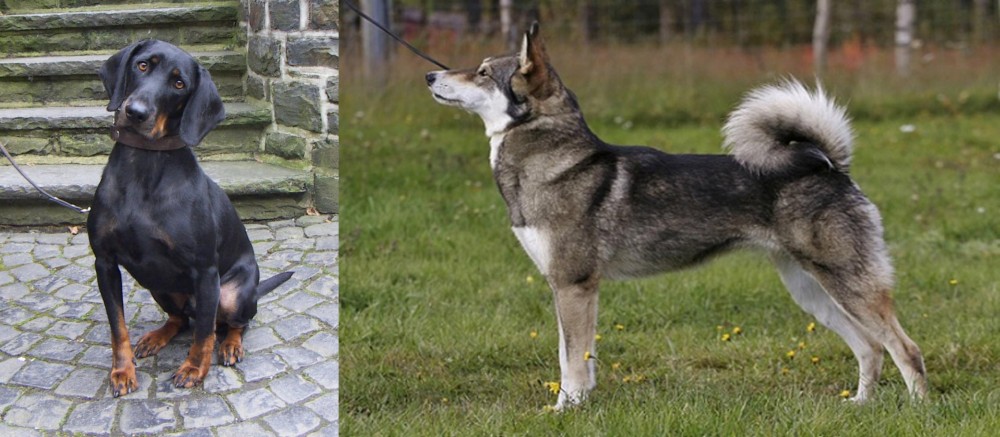 East Siberian Laika vs Austrian Black and Tan Hound - Breed Comparison