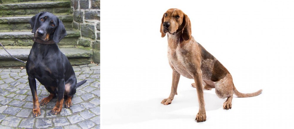 English Coonhound vs Austrian Black and Tan Hound - Breed Comparison