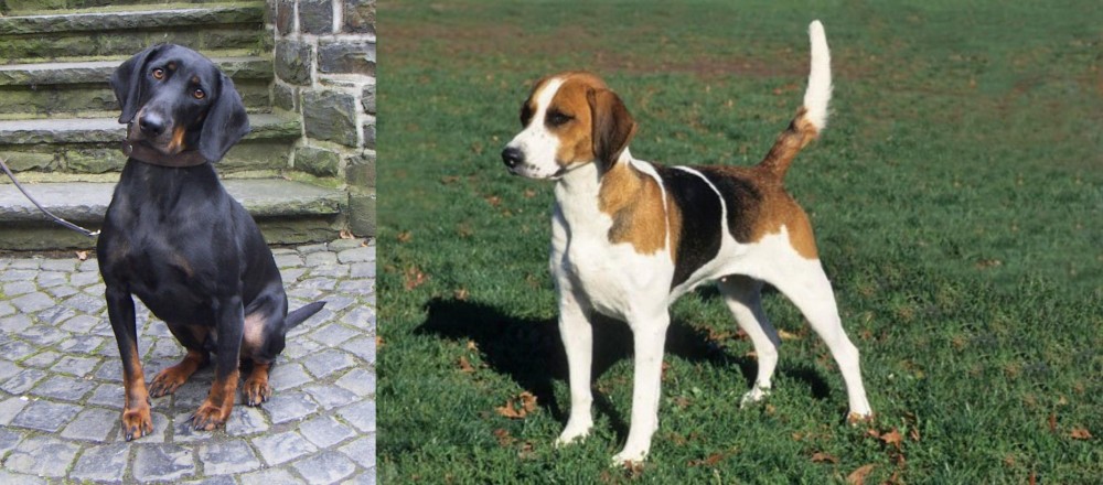 English Foxhound vs Austrian Black and Tan Hound - Breed Comparison