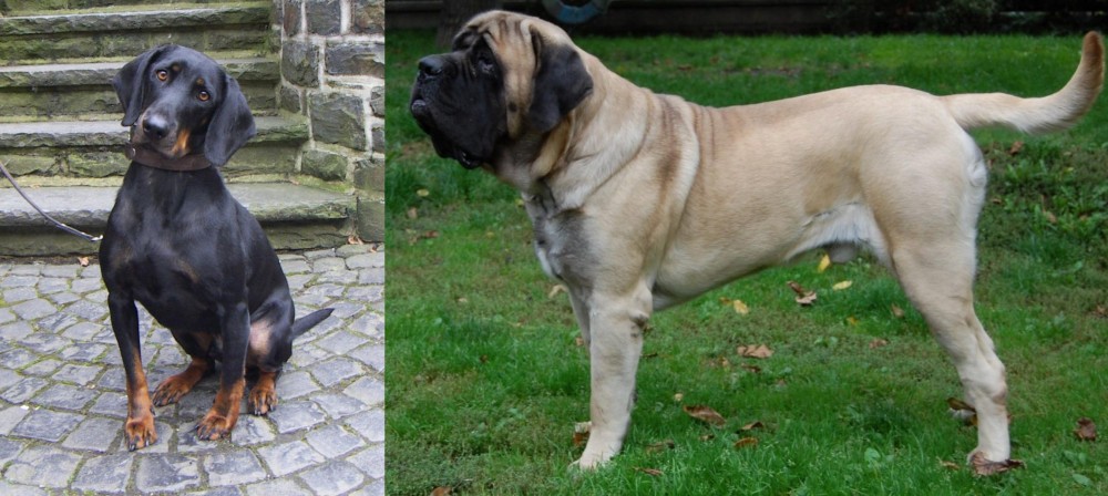 English Mastiff vs Austrian Black and Tan Hound - Breed Comparison