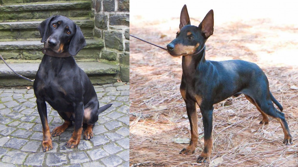 English Toy Terrier (Black & Tan) vs Austrian Black and Tan Hound - Breed Comparison