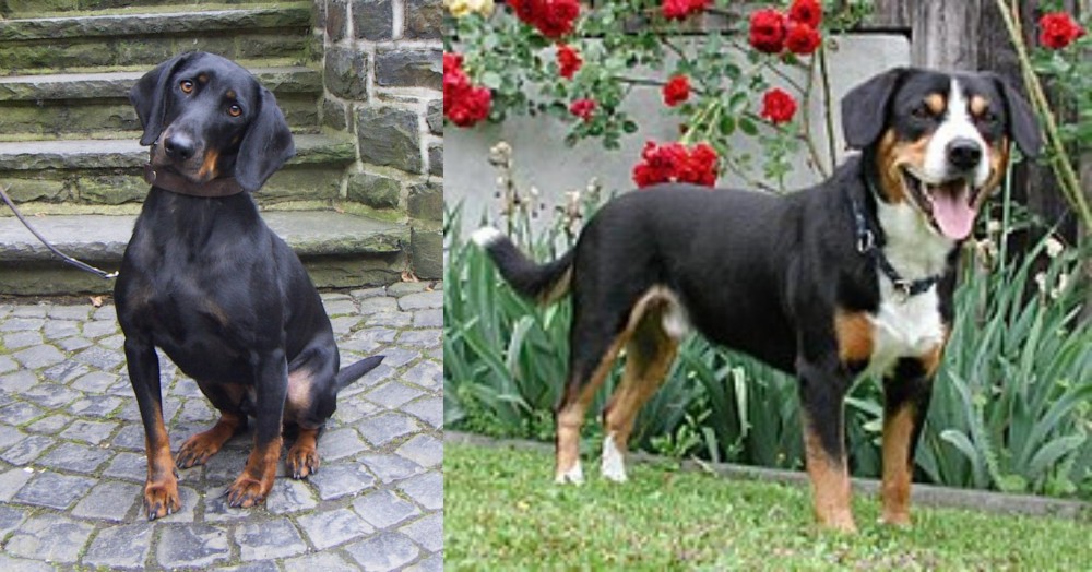 Entlebucher Mountain Dog vs Austrian Black and Tan Hound - Breed Comparison