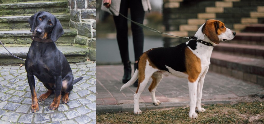 Estonian Hound vs Austrian Black and Tan Hound - Breed Comparison