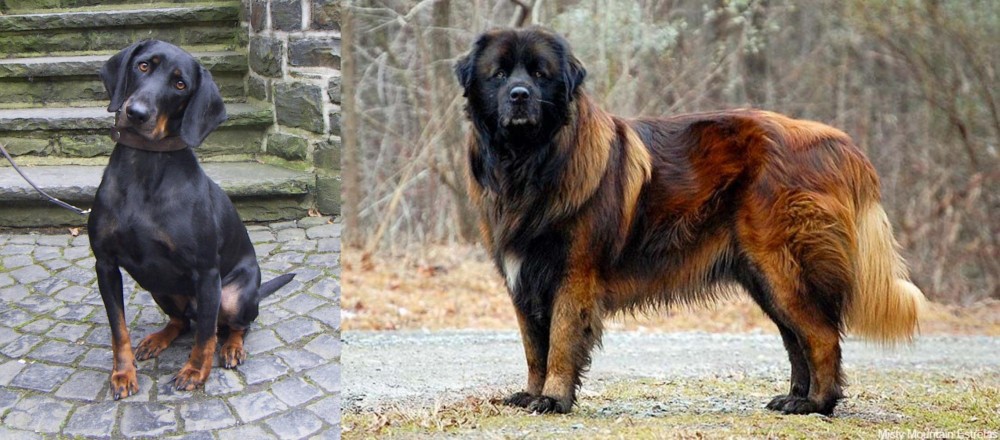 Estrela Mountain Dog vs Austrian Black and Tan Hound - Breed Comparison