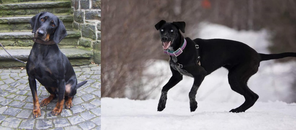 Eurohound vs Austrian Black and Tan Hound - Breed Comparison