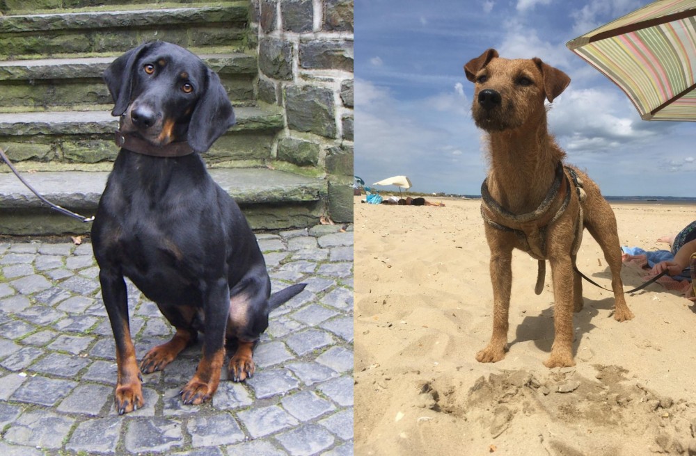 Fell Terrier vs Austrian Black and Tan Hound - Breed Comparison