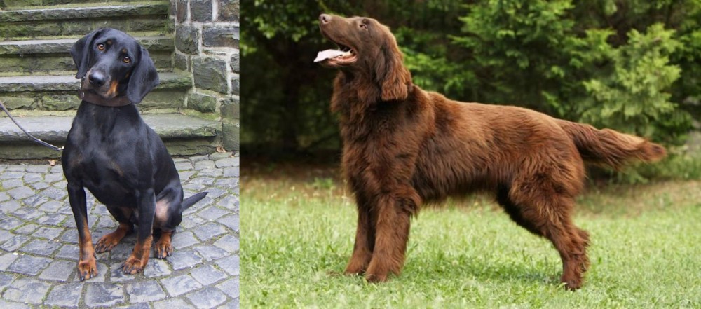 Flat-Coated Retriever vs Austrian Black and Tan Hound - Breed Comparison