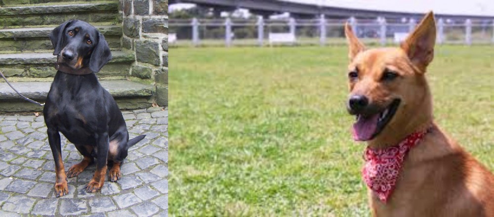 Formosan Mountain Dog vs Austrian Black and Tan Hound - Breed Comparison