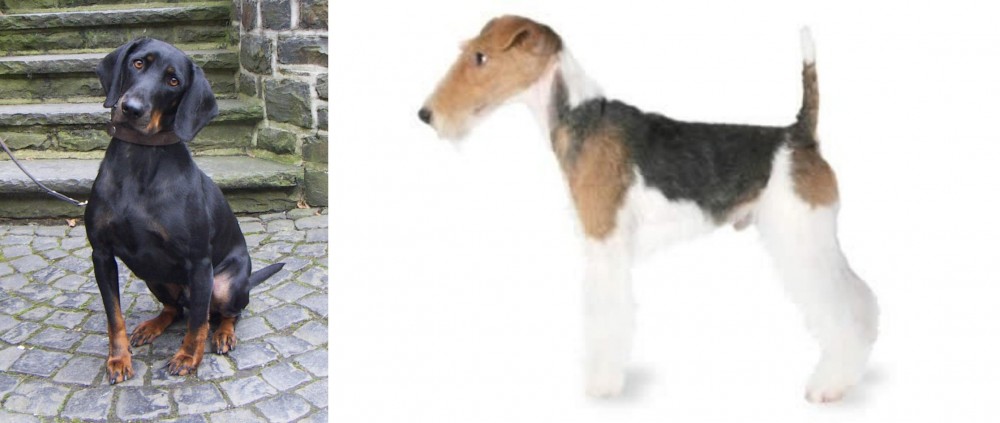 Fox Terrier vs Austrian Black and Tan Hound - Breed Comparison