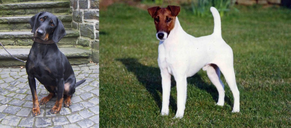 Fox Terrier (Smooth) vs Austrian Black and Tan Hound - Breed Comparison
