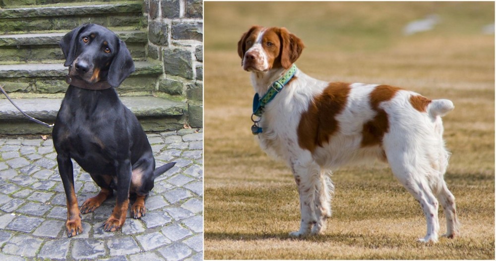 French Brittany vs Austrian Black and Tan Hound - Breed Comparison