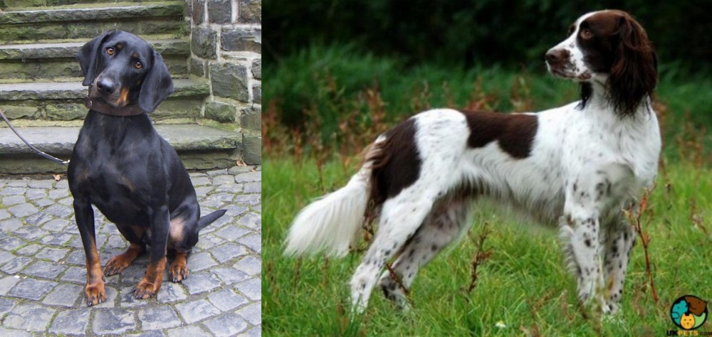 French Spaniel vs Austrian Black and Tan Hound - Breed Comparison
