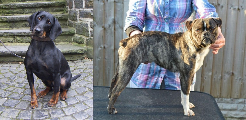 Fruggle vs Austrian Black and Tan Hound - Breed Comparison