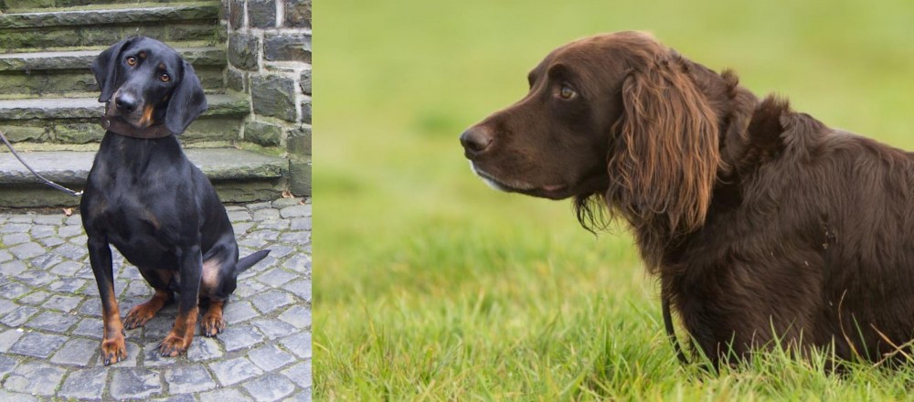 German Longhaired Pointer vs Austrian Black and Tan Hound - Breed Comparison