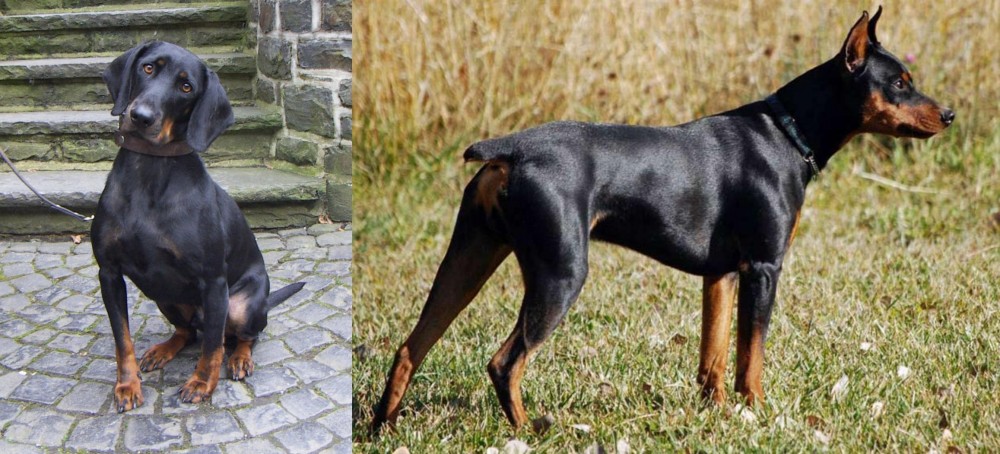 German Pinscher vs Austrian Black and Tan Hound - Breed Comparison
