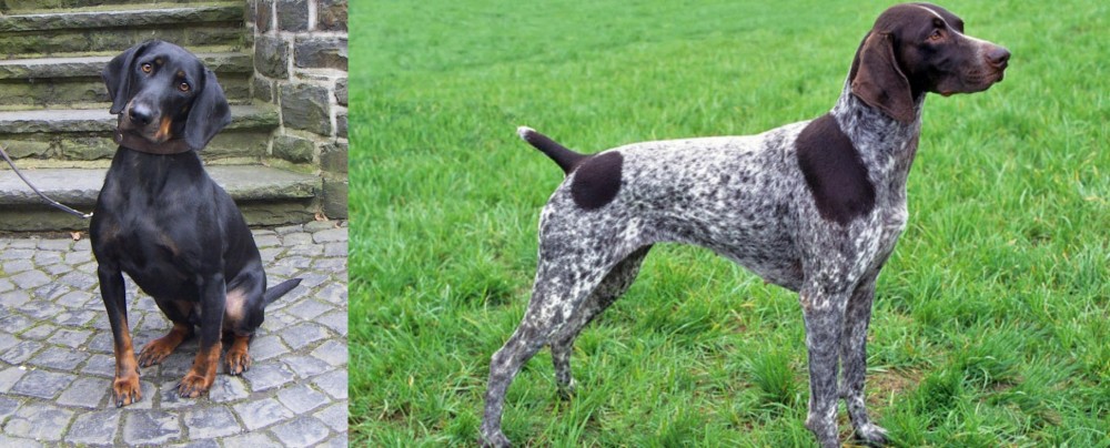 German Shorthaired Pointer vs Austrian Black and Tan Hound - Breed Comparison