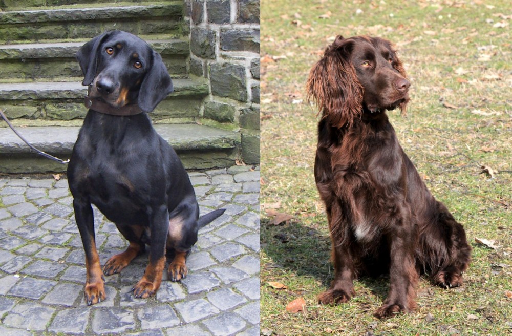 German Spaniel vs Austrian Black and Tan Hound - Breed Comparison