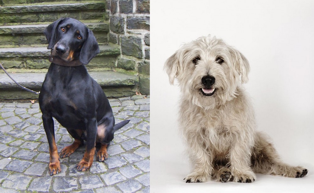 Glen of Imaal Terrier vs Austrian Black and Tan Hound - Breed Comparison