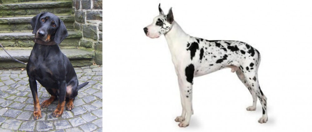 Great Dane vs Austrian Black and Tan Hound - Breed Comparison