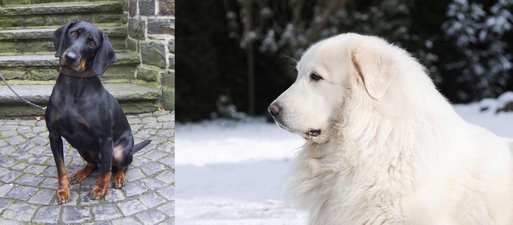 Great Pyrenees vs Austrian Black and Tan Hound - Breed Comparison