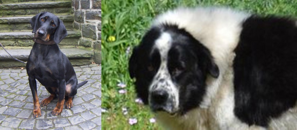 Greek Sheepdog vs Austrian Black and Tan Hound - Breed Comparison