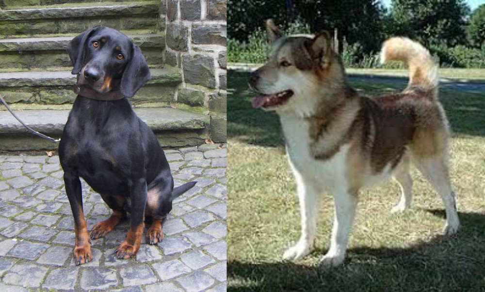 Greenland Dog vs Austrian Black and Tan Hound - Breed Comparison