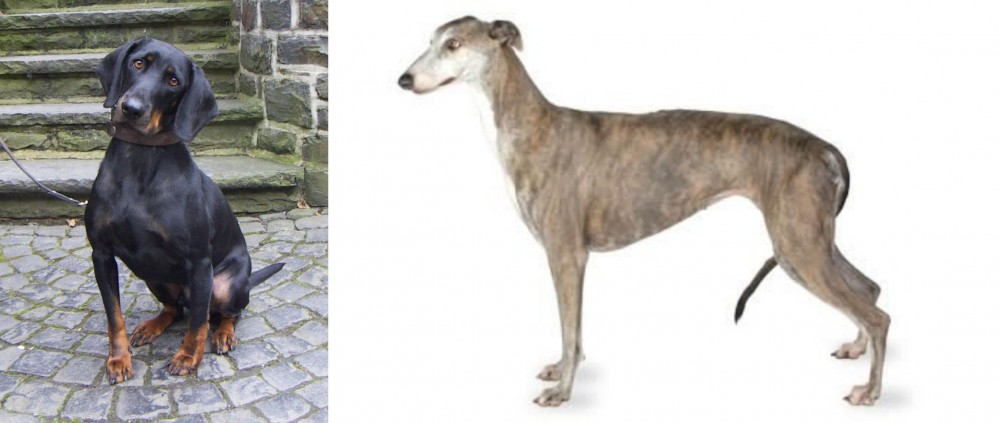 Greyhound vs Austrian Black and Tan Hound - Breed Comparison