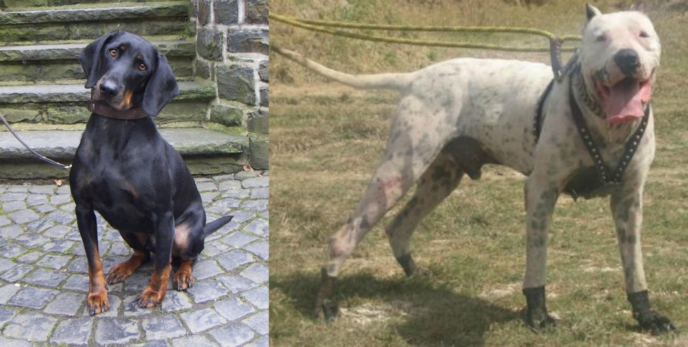 Gull Dong vs Austrian Black and Tan Hound - Breed Comparison