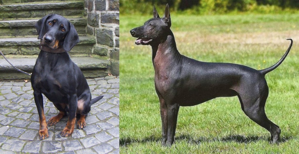 Hairless Khala vs Austrian Black and Tan Hound - Breed Comparison