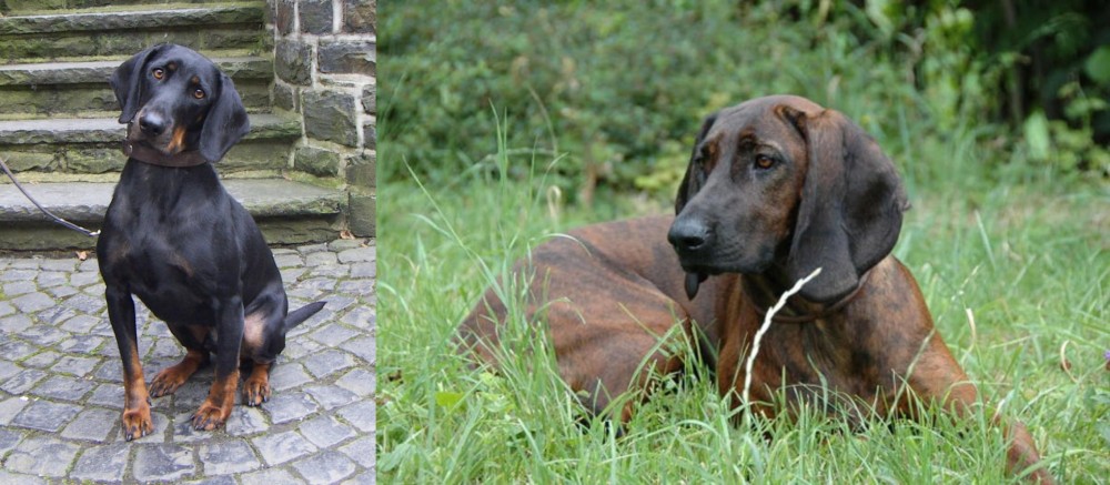 Hanover Hound vs Austrian Black and Tan Hound - Breed Comparison