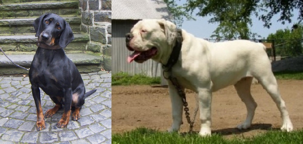 Hermes Bulldogge vs Austrian Black and Tan Hound - Breed Comparison