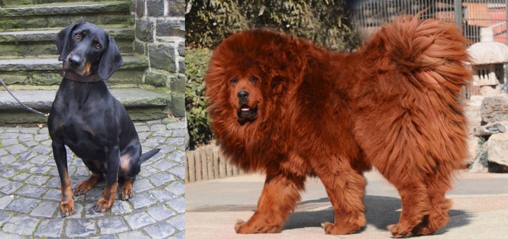 Himalayan Mastiff vs Austrian Black and Tan Hound - Breed Comparison