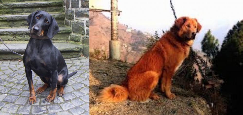 Himalayan Sheepdog vs Austrian Black and Tan Hound - Breed Comparison