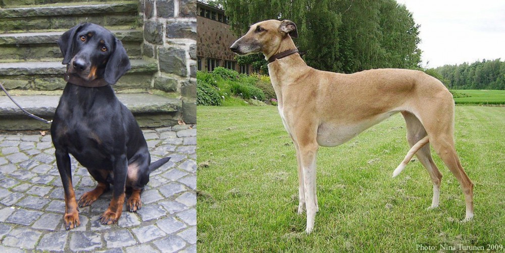 Hortaya Borzaya vs Austrian Black and Tan Hound - Breed Comparison