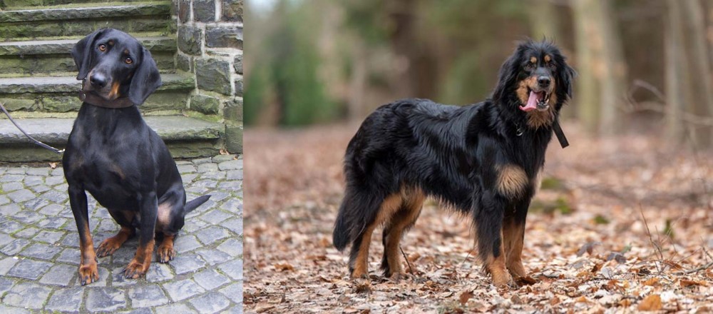 Hovawart vs Austrian Black and Tan Hound - Breed Comparison