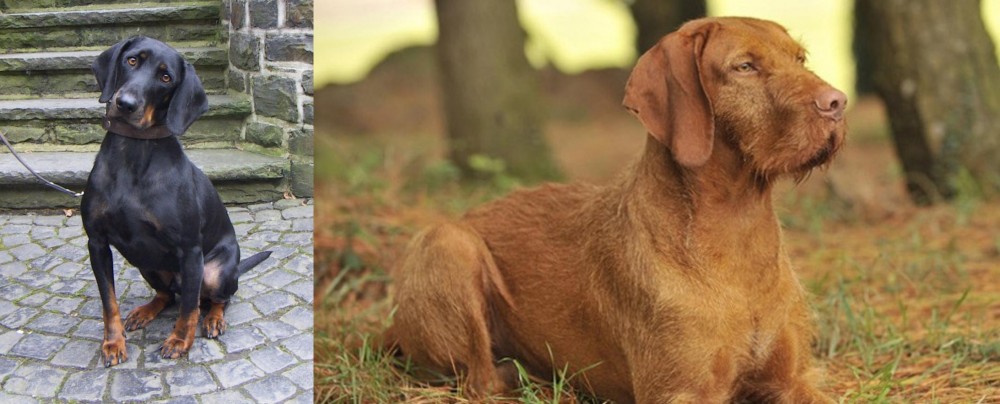 Hungarian Wirehaired Vizsla vs Austrian Black and Tan Hound - Breed Comparison