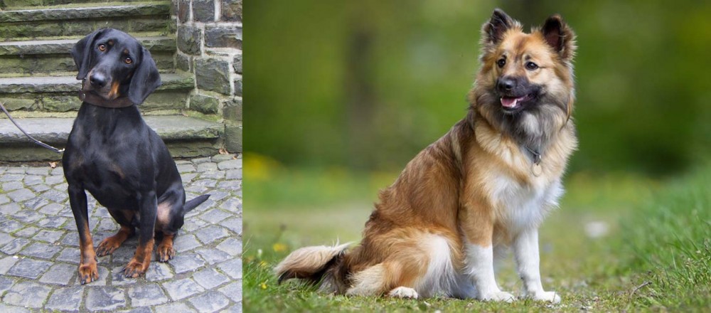 Icelandic Sheepdog vs Austrian Black and Tan Hound - Breed Comparison