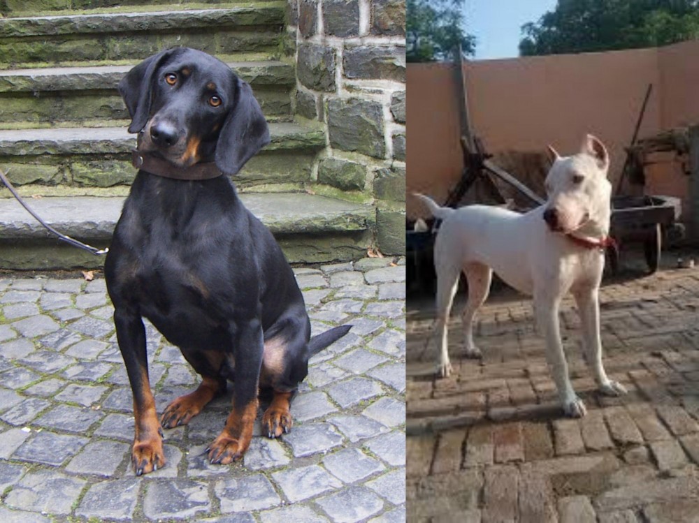 Indian Bull Terrier vs Austrian Black and Tan Hound - Breed Comparison