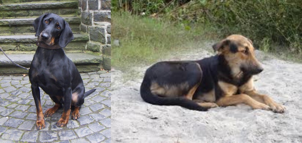 Indian Pariah Dog vs Austrian Black and Tan Hound - Breed Comparison