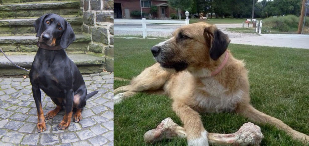 Irish Mastiff Hound vs Austrian Black and Tan Hound - Breed Comparison