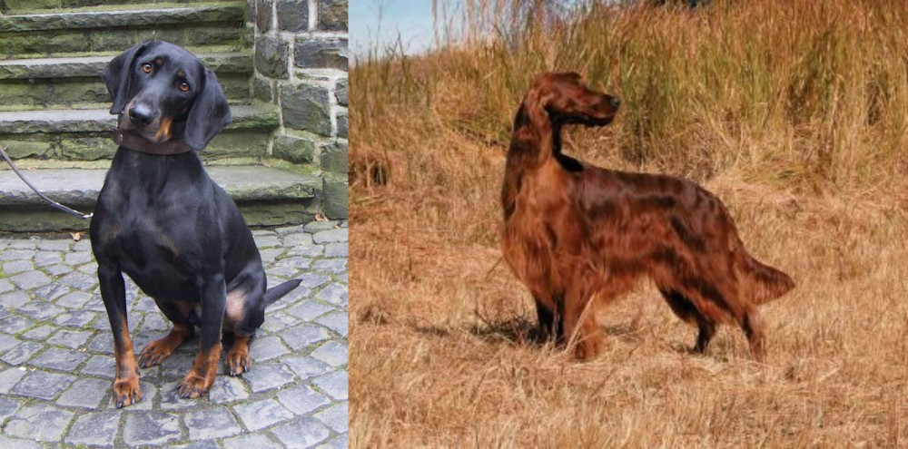 Irish Setter vs Austrian Black and Tan Hound - Breed Comparison
