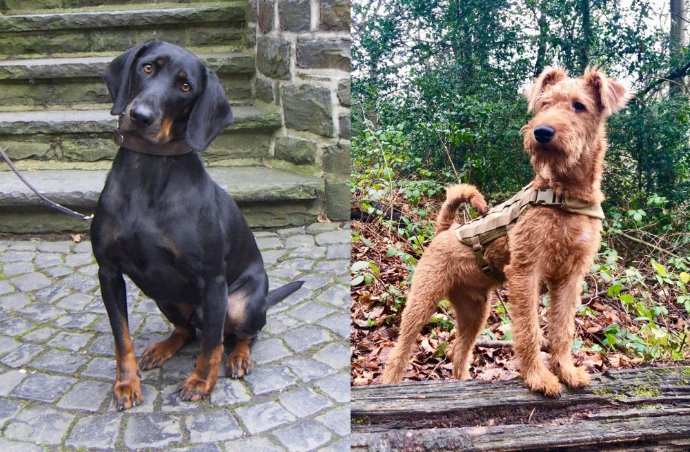 Irish Terrier vs Austrian Black and Tan Hound - Breed Comparison