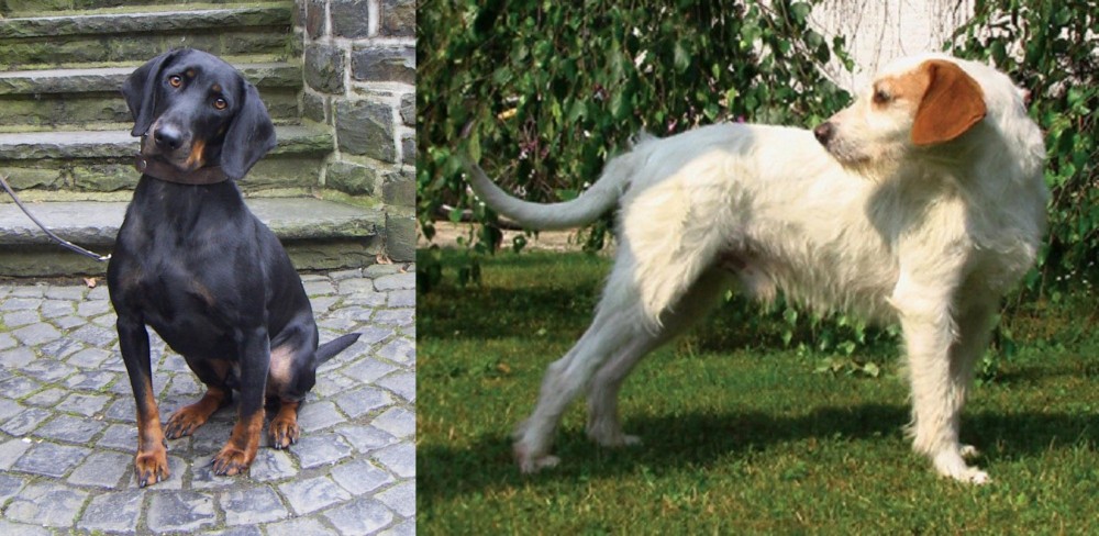 Istarski Ostrodlaki Gonic vs Austrian Black and Tan Hound - Breed Comparison